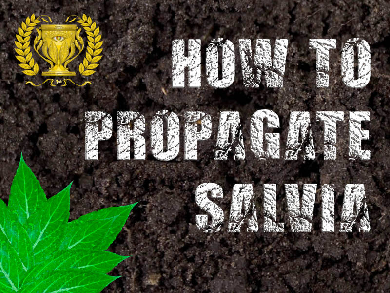 How To Propagate Salvia