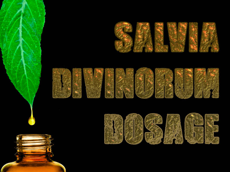 Salvia Divinorum Dosage